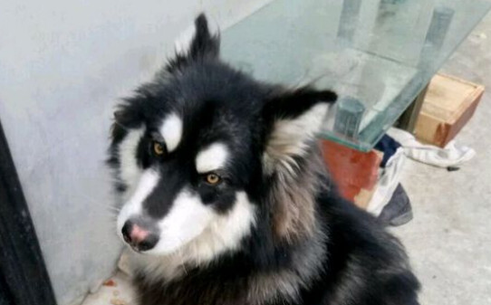 为什么狗狗拉屎要往墙上蹦,怎么让狗在固定地方拉屎