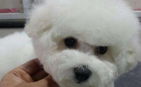 比熊训练全套教程,比熊犬训练方法 比熊训练全套教程,比熊犬训练方法