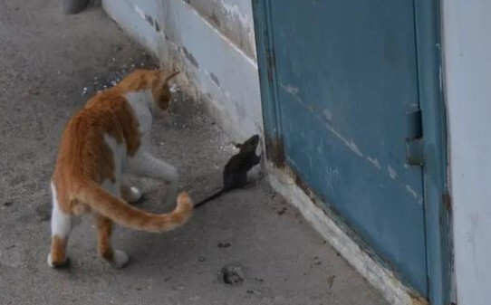 猫喜欢抓老鼠的原因-猫为什么天生就抓老鼠