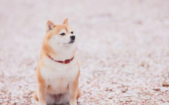 柴犬优缺点,柴犬属于攻击性强的狗吗