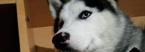 教你如何制止哈士奇幼犬晚上狂叫,哈士奇半夜叫制止方法 教你如何制止哈士奇幼犬晚上狂叫,哈士奇半夜叫制止方法