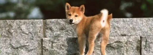 柴犬几个月立耳啊,柴犬耳朵多久竖起来
