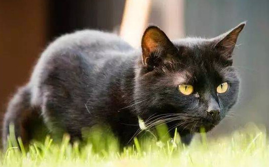 黑色的猫是什么品种-黑煤球猫是什么品种