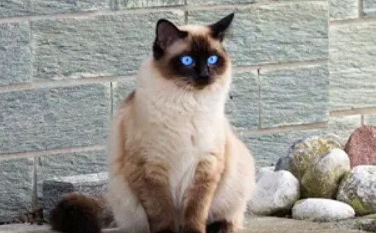 狸花猫在古代叫什么-猫界二哈是哪种猫