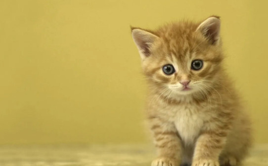 猫吃红薯的正确方法,猫一次可以吃多少红薯