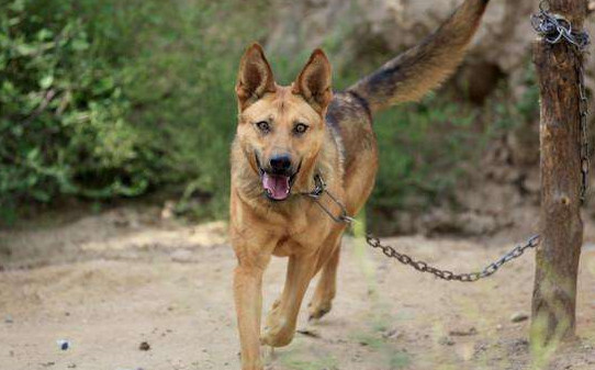 田园犬幼犬怎么训练,田园犬如何训练