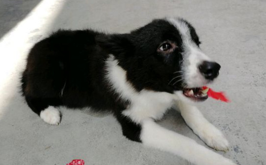 边境牧羊犬怎么训练,边境牧羊犬的训练方法
