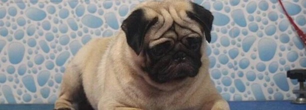 可以训练八哥吗,八哥犬怎么训练