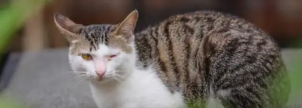 猫可以吃素吗怎么让猫吃素-路边的小野猫该喂什么