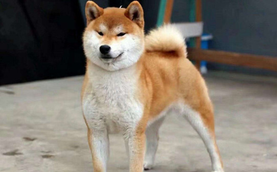 中华田园犬2500值不值买-3000能买到纯种柴犬吗