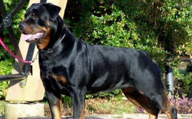 养罗威纳犬的七大禁忌 养罗威纳犬的七大禁忌