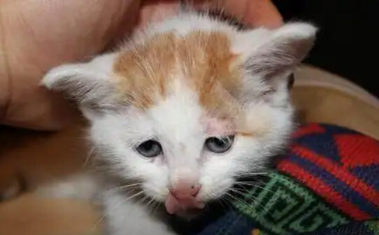 小猫咪嘴臭是正常的吗,猫咪嘴巴有腥臭味正常吗