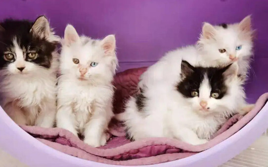 猫咪最怕什么东西,猫最怕的七种东西