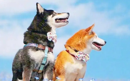 柴犬能活到几岁啊,柴犬的寿命