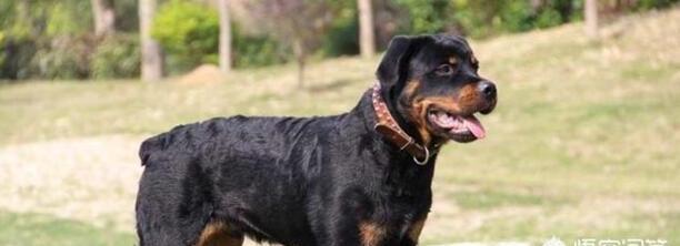 狗狗狂犬疫苗多久打一次,宠物狗打疫苗的时间 狗狗狂犬疫苗多久打一次,宠物狗打疫苗的时间