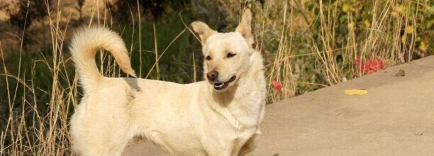 田园犬幼犬怎么训练,田园犬如何训练