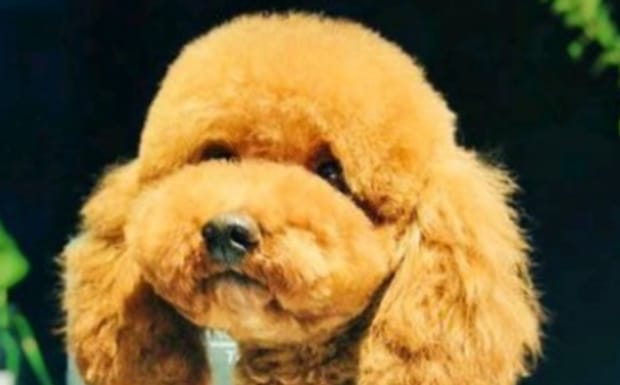 让狗狗到指定地点上厕所,怎么训练狗狗在一个地方上厕所 让狗狗到指定地点上厕所,怎么训练狗狗在一个地方上厕所