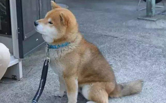 柴犬的爪子是白色的吗-柴犬白手套为什么不好 柴犬的爪子是白色的吗-柴犬白手套为什么不好