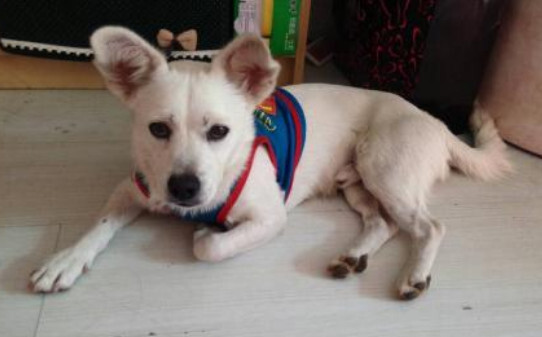 怎么给狗狗催吐-给犬催吐的注意事项