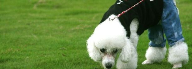 贵宾犬训练方法怎样训练贵宾犬 贵宾犬训练方法怎样训练贵宾犬
