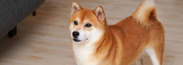 白柴能长多少厘米长,柴犬能长多大