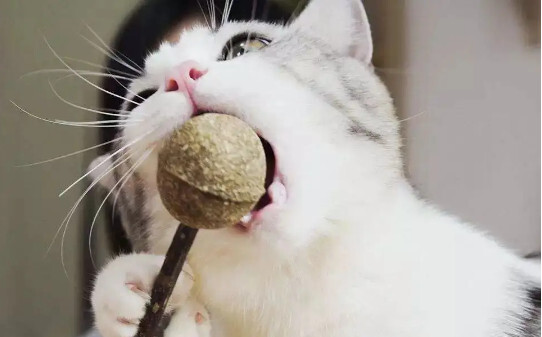 三个月的猫可以玩猫薄荷吗,猫薄荷球可以一直给猫吗