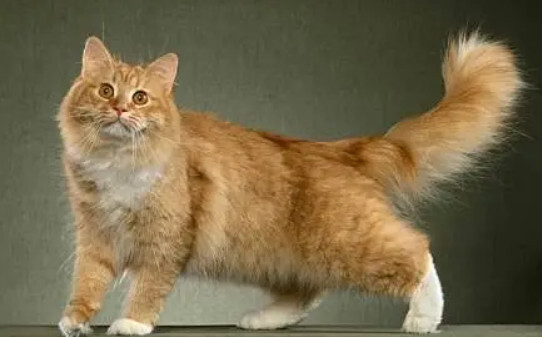 俄罗斯猫的品种有哪些-俄罗斯猫常见的五个品种