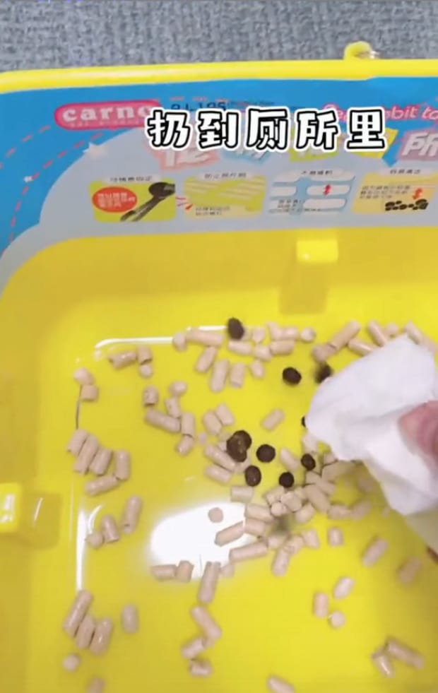 兔子怎么喂养不随便拉屎,兔子能控制自己拉屎吗
