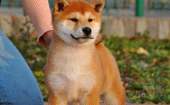 一个月的柴犬如何挑选-去犬舍买柴犬怎么挑
