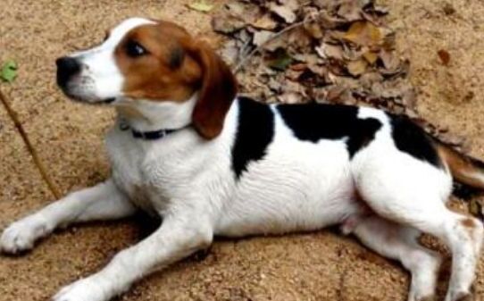 ​如何训练比格犬-比格犬怎么训练
