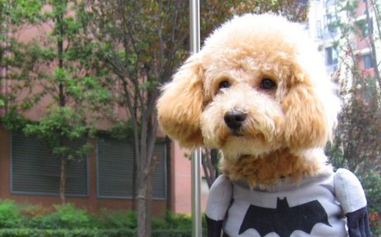 怎样训练比熊犬 怎样训练比熊犬