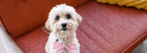 如何教幼犬坐下等待,怎么教狗狗坐下 如何教幼犬坐下等待,怎么教狗狗坐下