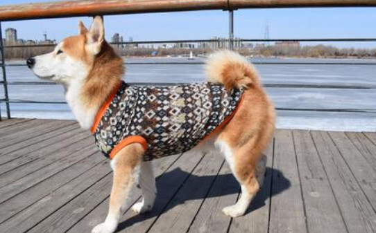 柴犬几月份掉毛严重,柴犬每年几月份掉毛