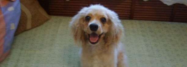 可卡和比格哪个好养,怎么训练可卡犬