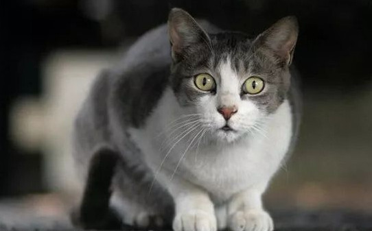 楼房适合养猫吗,野猫可以养成宠物猫吗