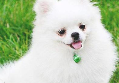 博美犬呕吐咋办,狗狗吹空调呕吐怎么办