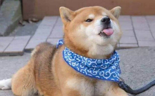 中华田园犬2500值不值买-3000能买到纯种柴犬吗
