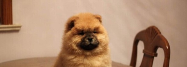 狗狗的眼屎多了是怎么回事,小狗眼屎多是什么原因引起的 狗狗的眼屎多了是怎么回事,小狗眼屎多是什么原因引起的