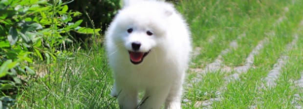 狗缺钙会有什么现象症状
