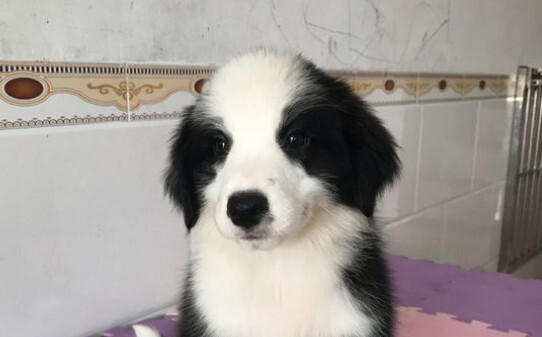 犬瘟20天了能熬过去吗-早中晚期狗瘟的治疗方法