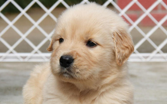 怎样训练金毛犬大小便-怎么教金毛上厕所 怎样训练金毛犬大小便-怎么教金毛上厕所