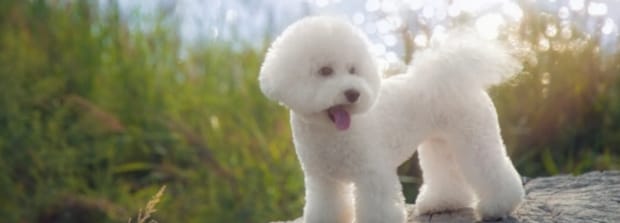 比熊犬送人后还记得我吗-比熊送人后还会记得旧主人吗 比熊犬送人后还记得我吗-比熊送人后还会记得旧主人吗