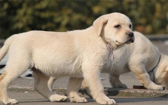 如何训练拉布拉多犬不随地大小便-拉布拉多怎么训练