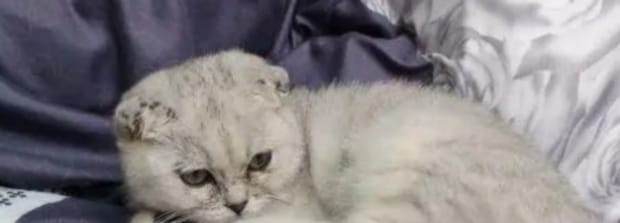 折耳银渐层为什么不建议养-银渐层折耳猫为什么不能养