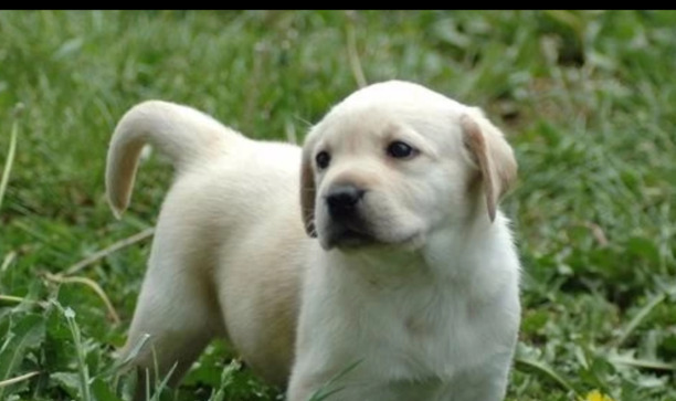 如何训练拉布拉多幼犬