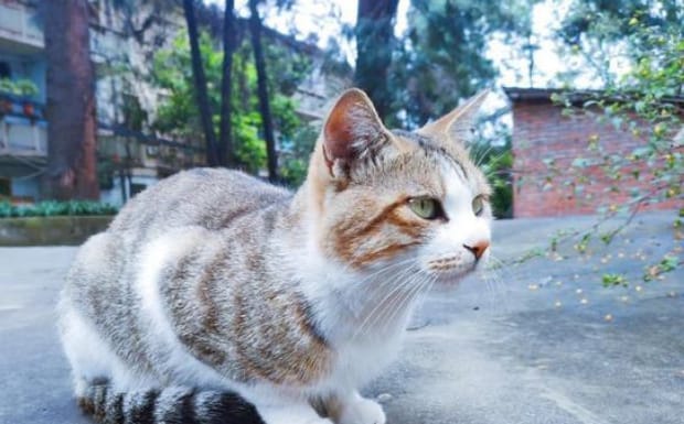 东北冬天猫流浪可以在外面过冬吗,猫在北方冬天室外能过冬吗