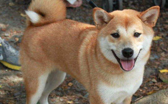 小柴犬跟土狗怎么区别,柴犬是土狗吗 小柴犬跟土狗怎么区别,柴犬是土狗吗
