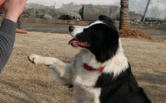 边牧驯养技巧-边境牧羊犬的训练方法 边牧驯养技巧-边境牧羊犬的训练方法