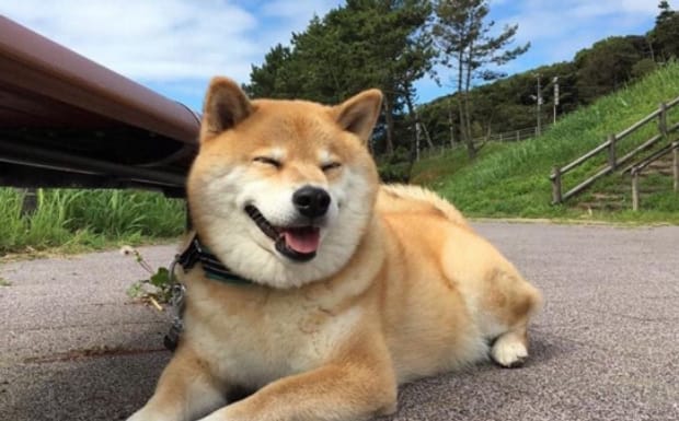 一个月的柴犬如何挑选-去犬舍买柴犬怎么挑