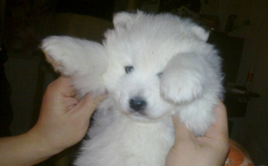 怎么训练萨摩耶犬